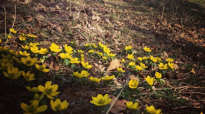 gelbe Winterlinge blühen | © Heike Opitz